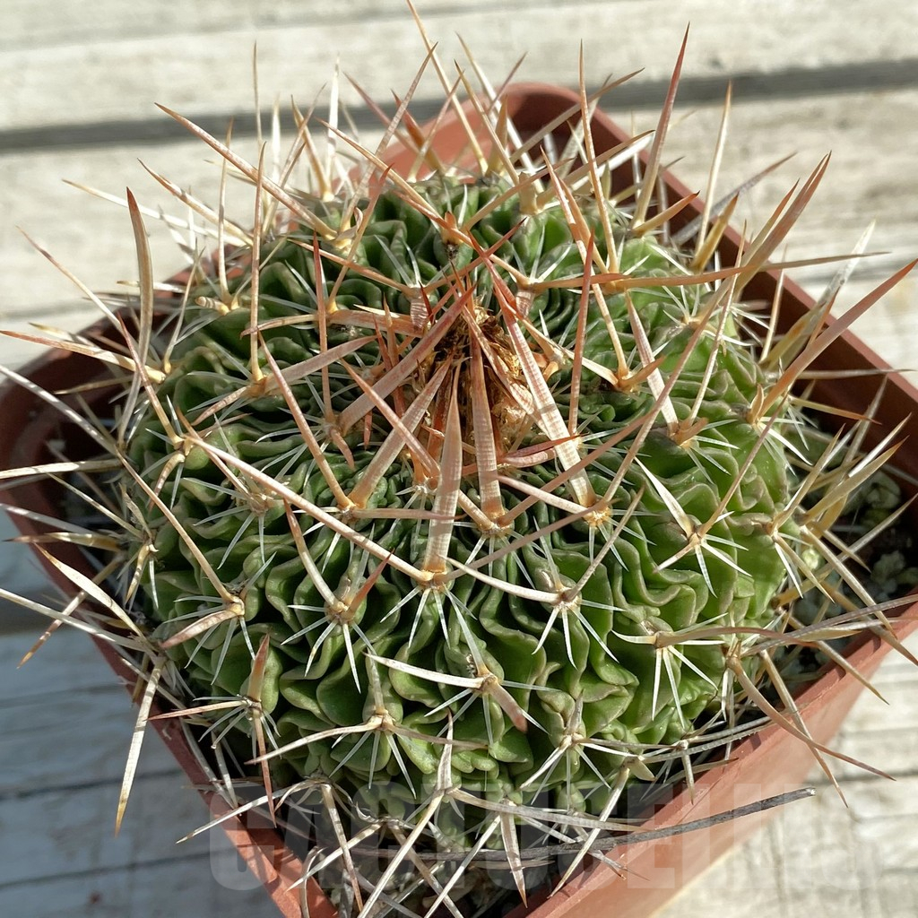 SH12471 Echinofossulocactus multicostatus, old 15 years