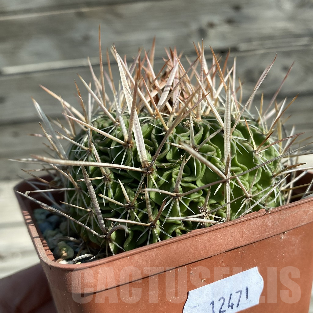 SH12471 Echinofossulocactus multicostatus, old 15 years - Image 2