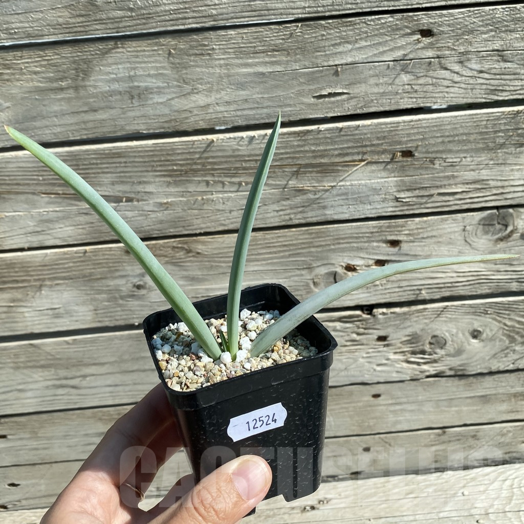 SH12524 Aloe plicatilis - Image 2