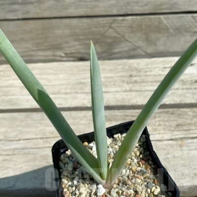 SH12525 Aloe plicatilis