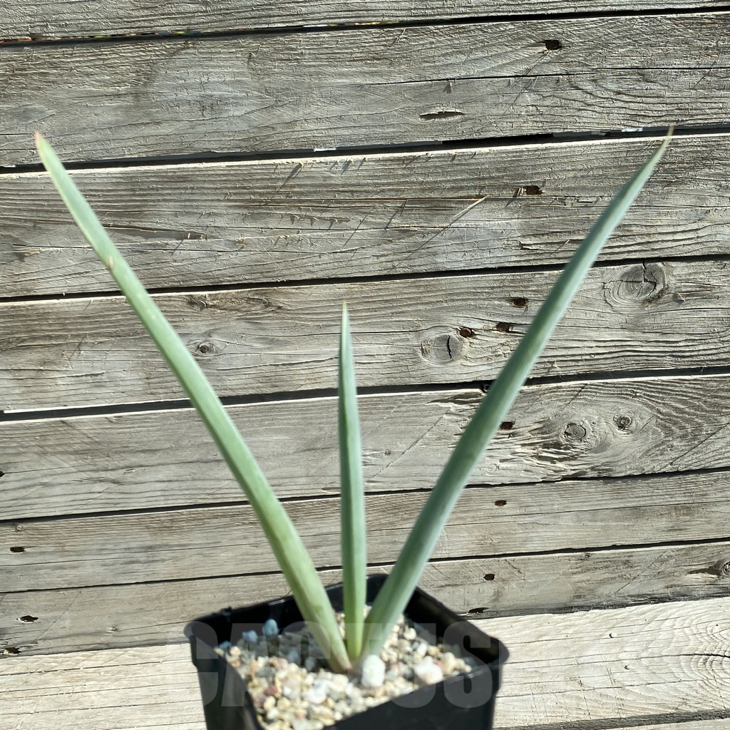 SH12525 Aloe plicatilis - Image 2