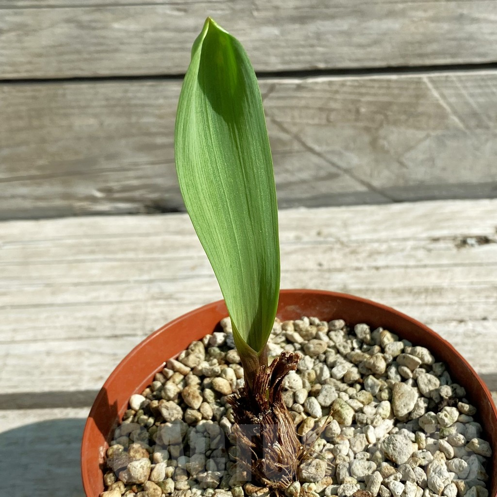 SH12527 Eriospermum abyssinicum