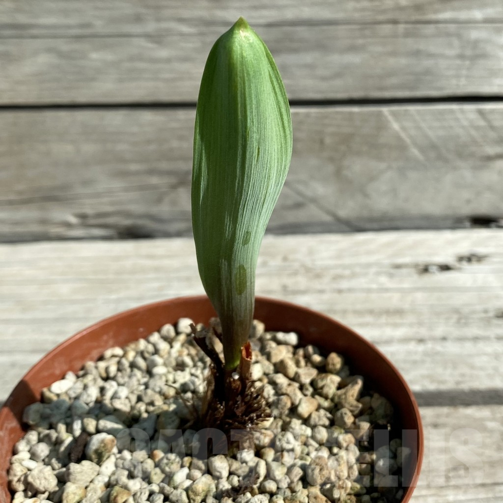 SH12527 Eriospermum abyssinicum - Image 2