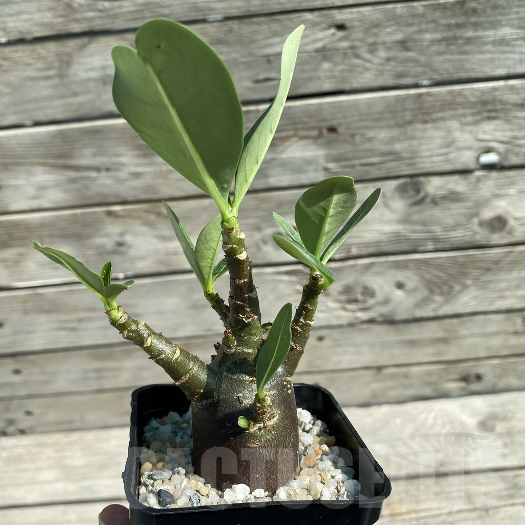SH12530 Adenium arabicum 'Black Body' - Image 2