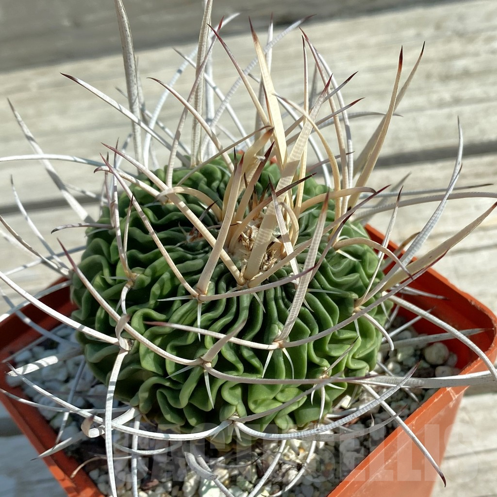 SH12467 Echinofossulocactus hastatus, old 15 years