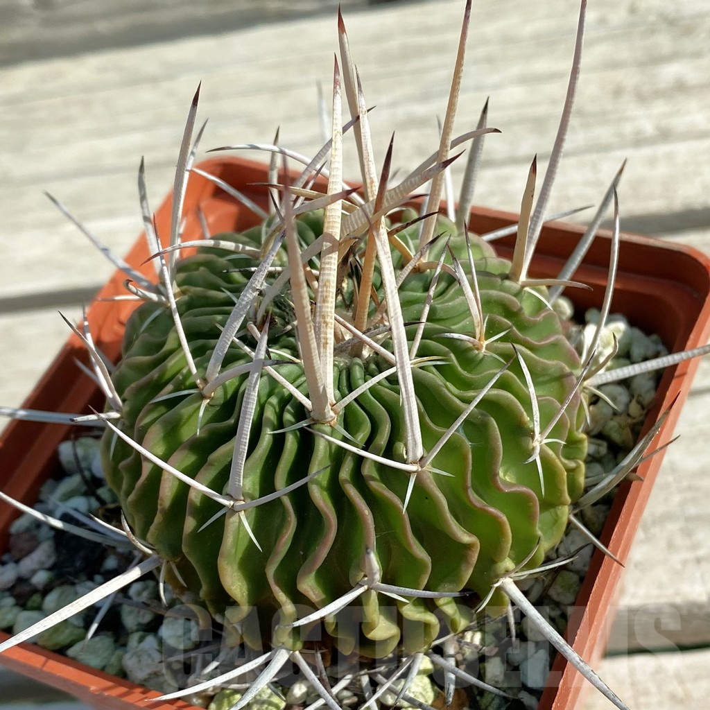SH12473 Echinofossulocactus sp., old 15 years