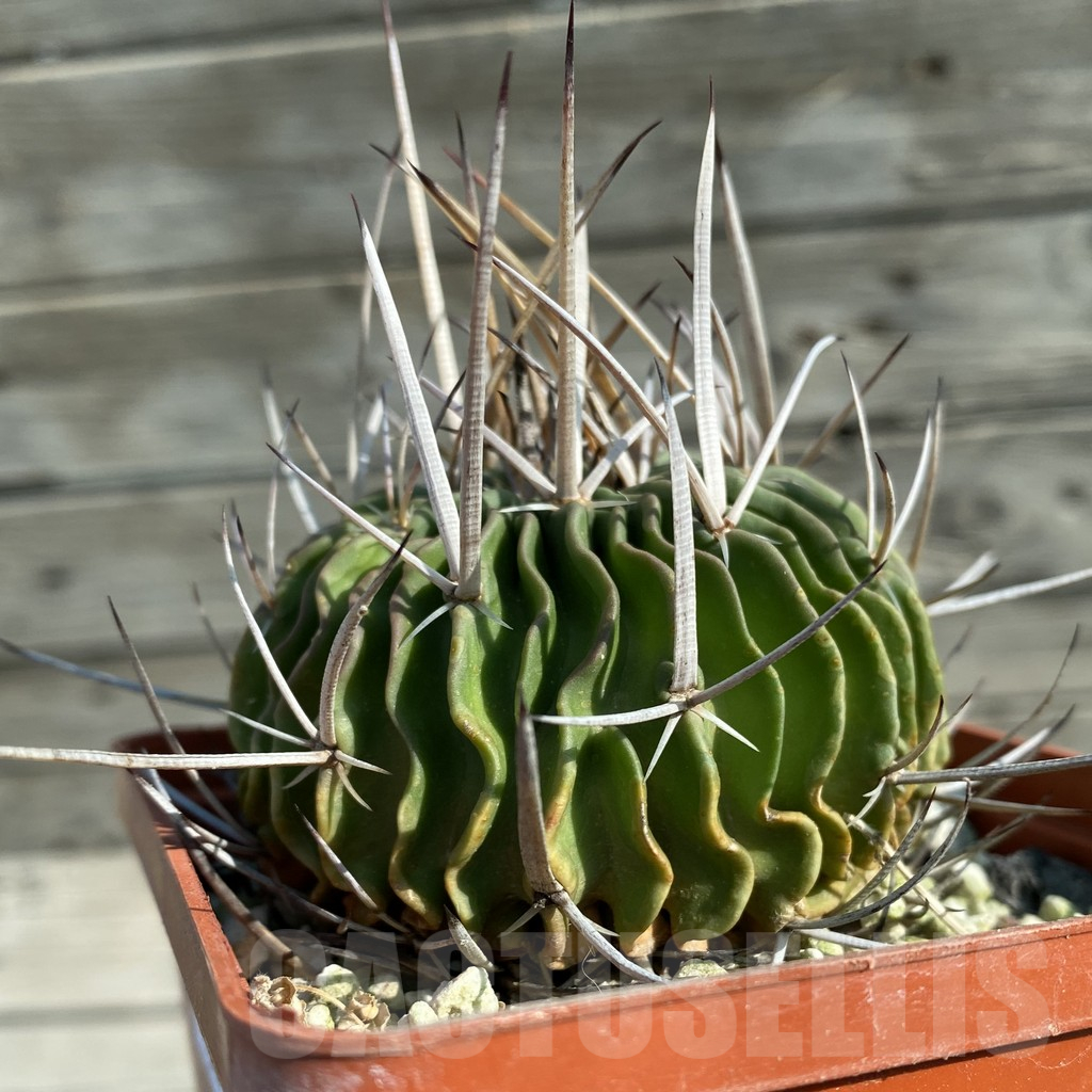SH12473 Echinofossulocactus sp., old 15 years - Image 2