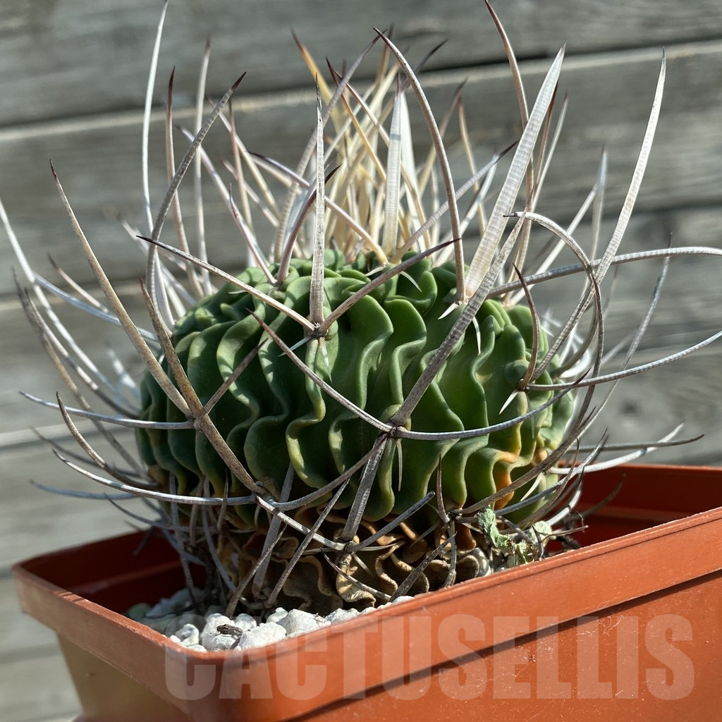 SH12467 Echinofossulocactus hastatus, old 15 years - Image 2