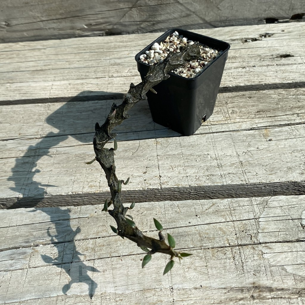 SH12478 Ceropegia bosseri - Image 2