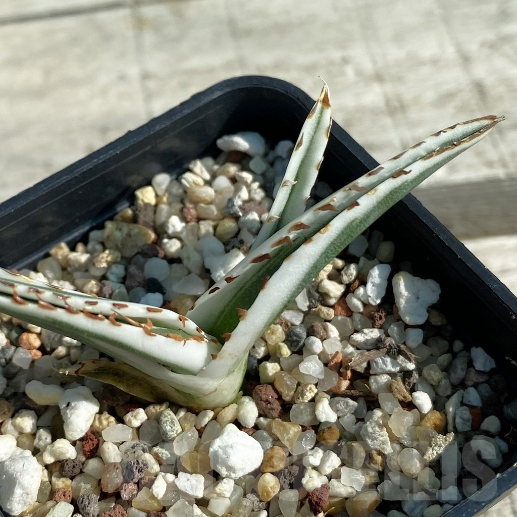 SH12496 Agave victoriae-reginae 'White Rhino'