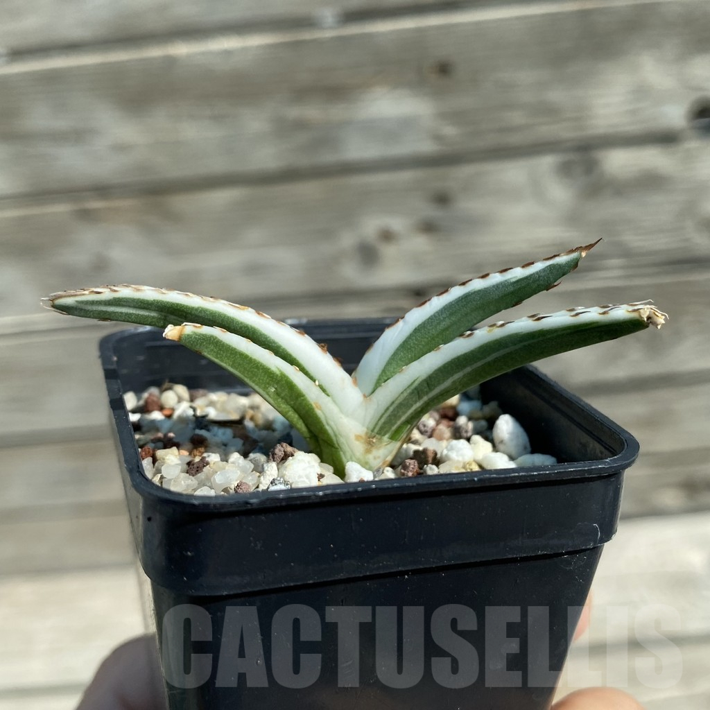 SH12496 Agave victoriae-reginae 'White Rhino' - Image 2