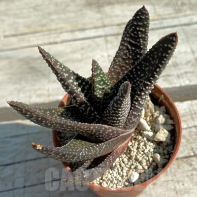 SH12498 Gasterhaworthia sp.