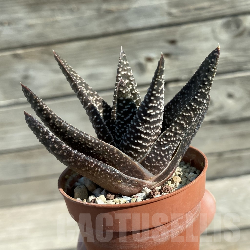 SH12498 Gasterhaworthia sp. - Image 2