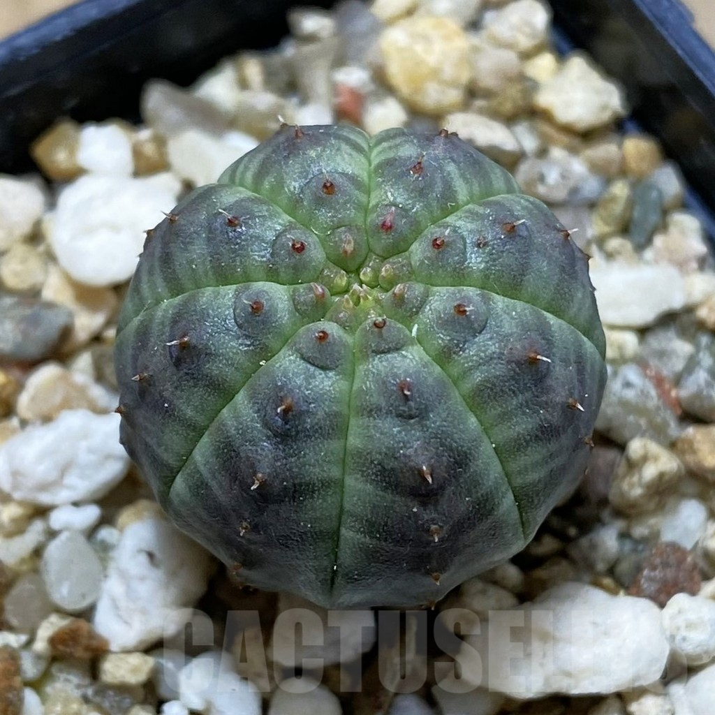 SH12646 Euphorbia obesa