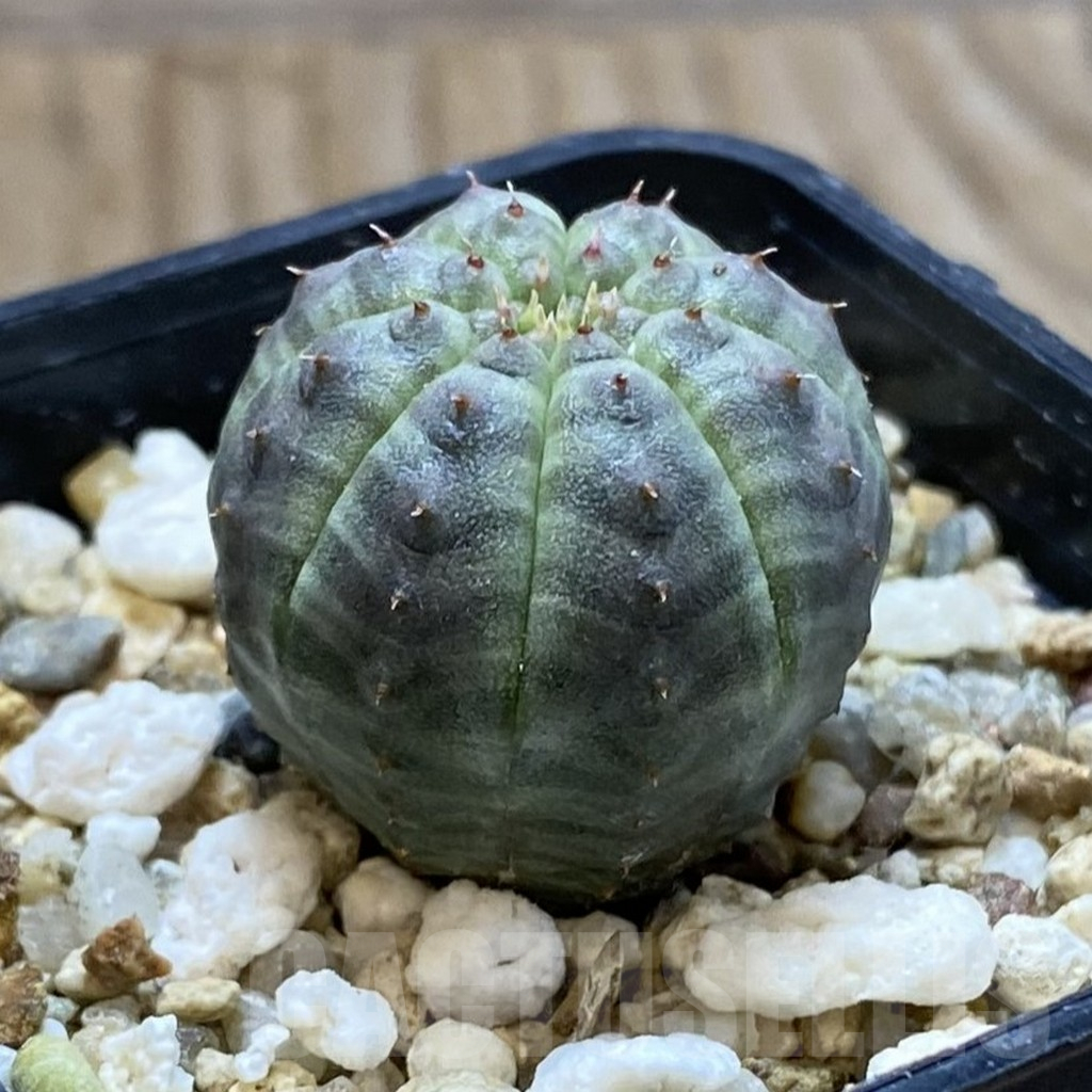 SH12646 Euphorbia obesa - Image 2