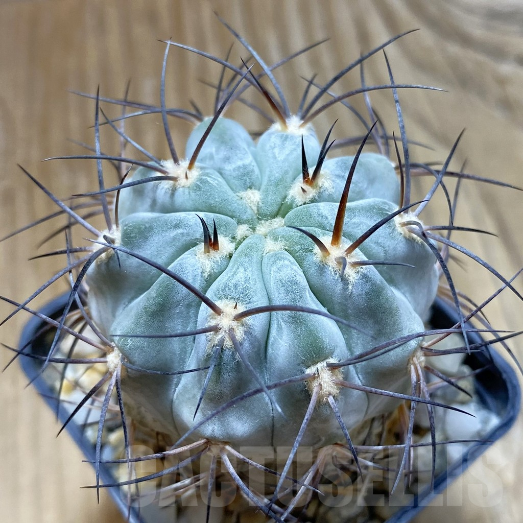SH12650 Acanthocalycium glaucum