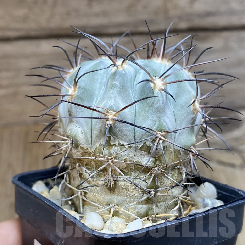 SH12650 Acanthocalycium glaucum - Image 2