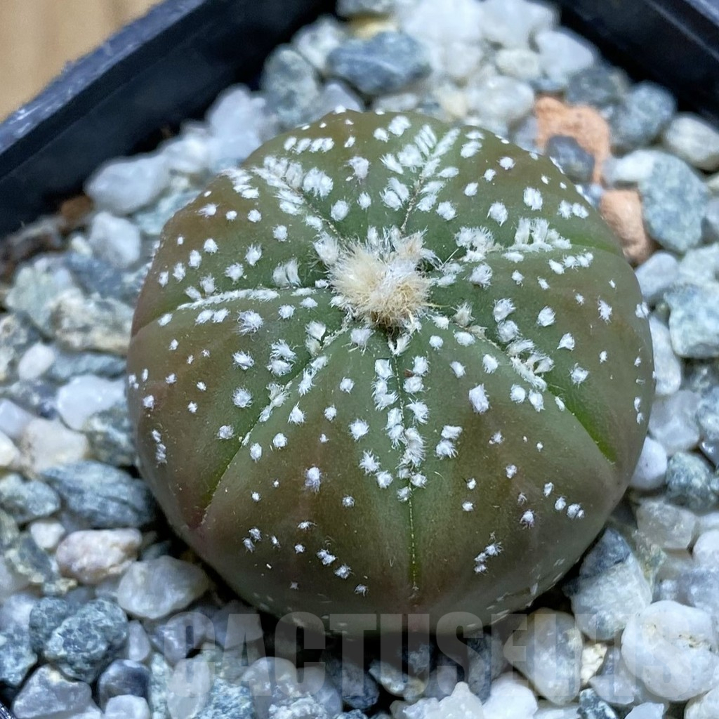 SH12654 Astrophytum asterias hybrid