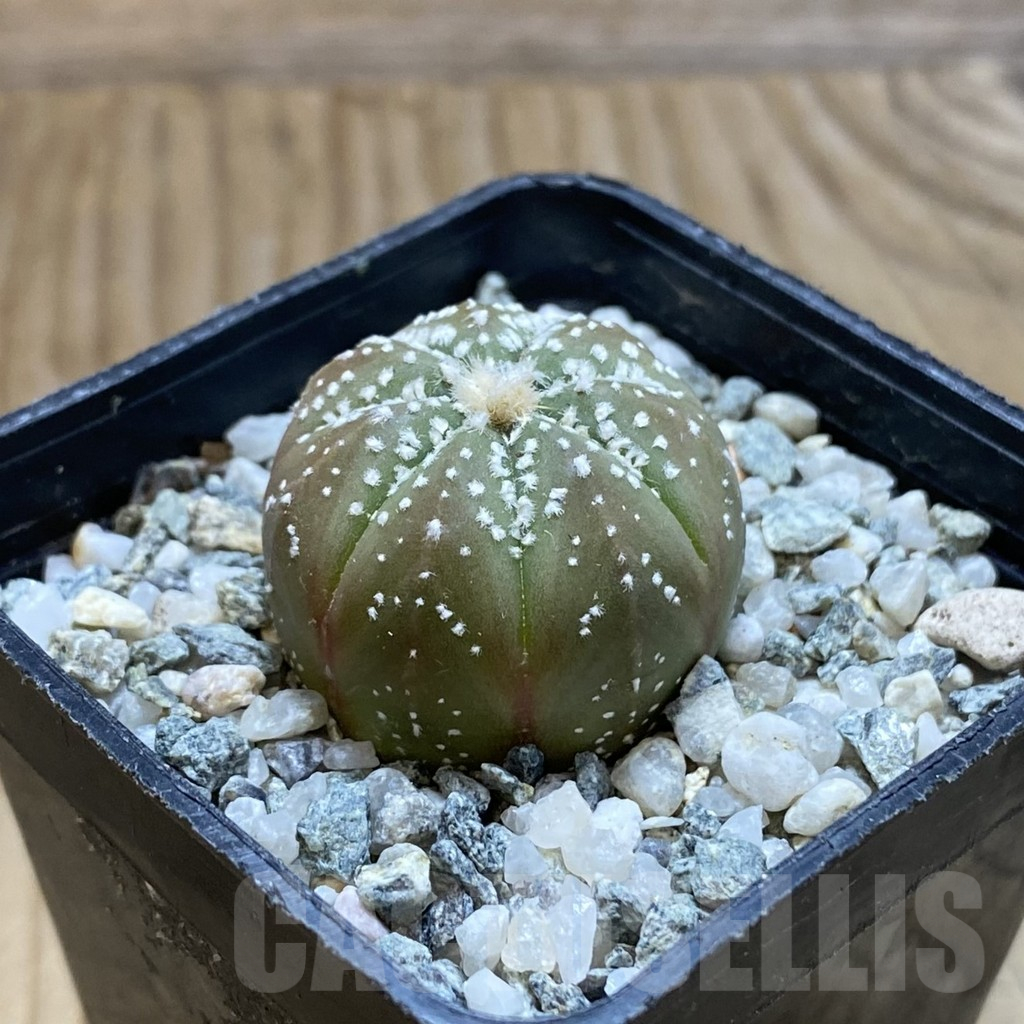 SH12654 Astrophytum asterias hybrid - Image 2