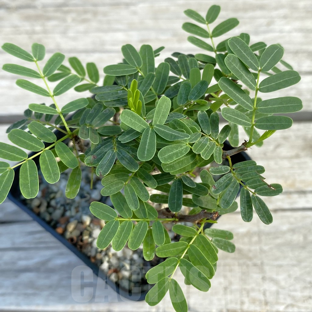 SH12614 Senna meridionalis old 5 years, seedling