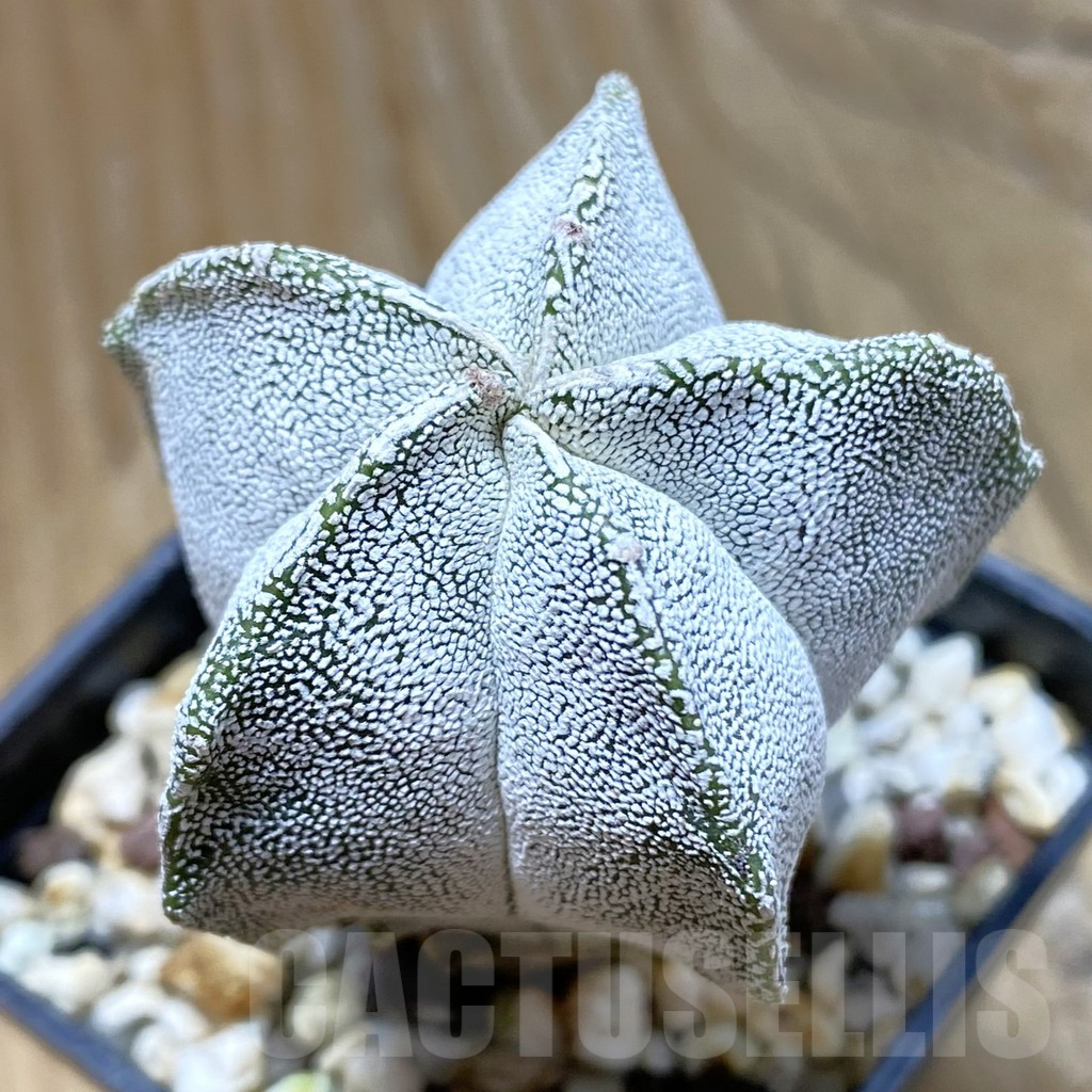 SH12656 Astrophytum myriostigma 'Onzuka'