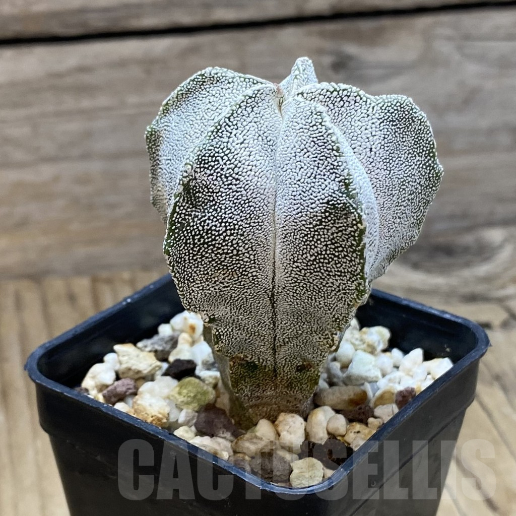 SH12656 Astrophytum myriostigma 'Onzuka' - Image 2