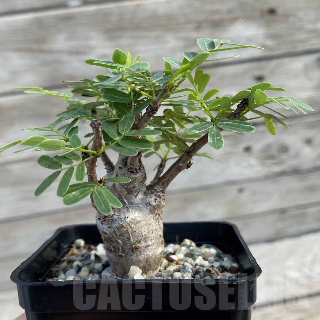 SH12614 Senna meridionalis old 5 years, seedling - Image 2