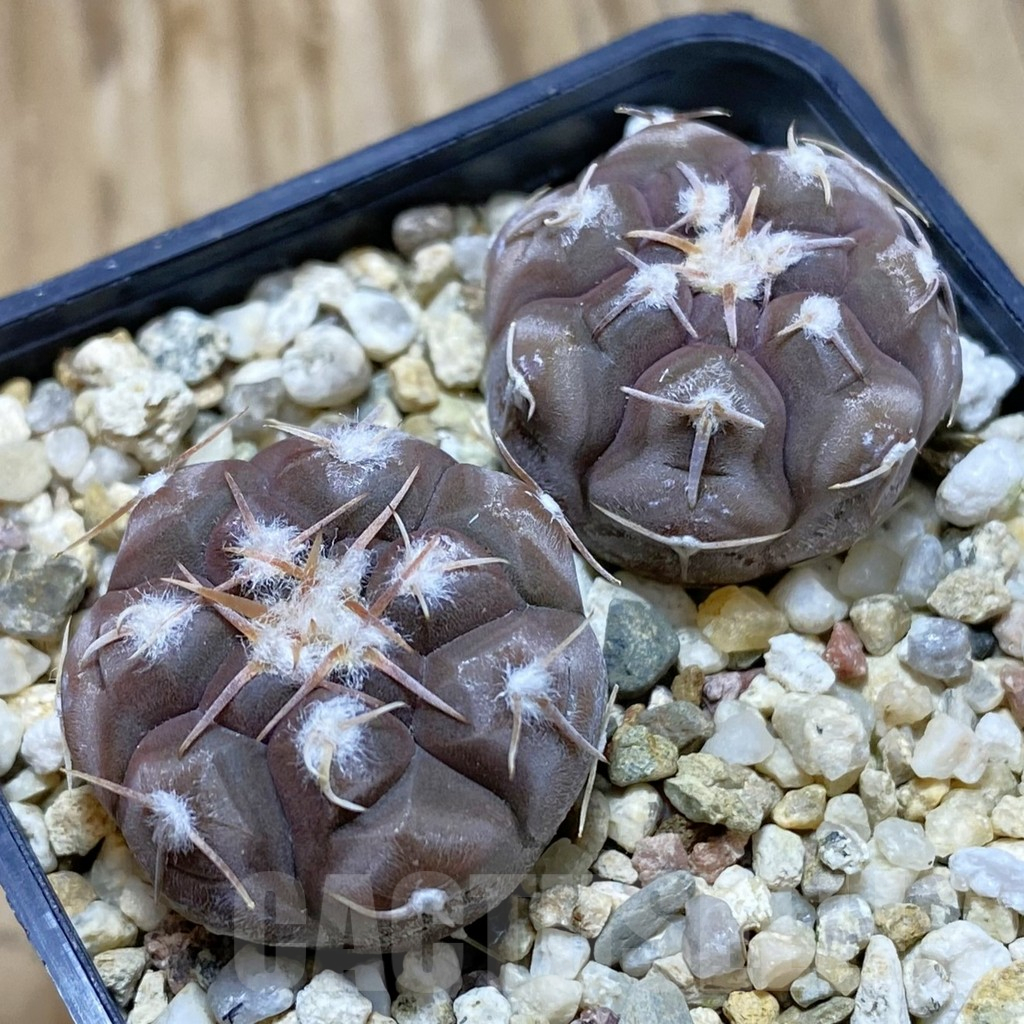 SH12665 Gymnocalycium prochazkianum GN 747, 2 plants