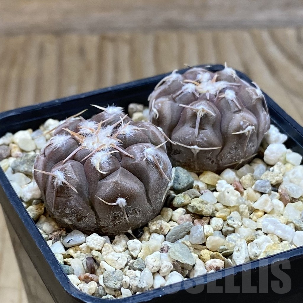 SH12665 Gymnocalycium prochazkianum GN 747, 2 plants - Image 2