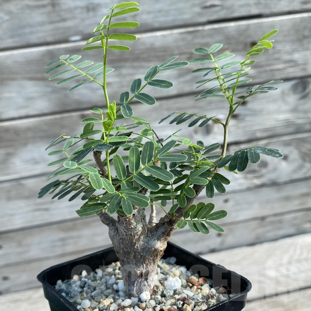 SH12615 Senna meridionalis old 5 years, seedling - Image 2