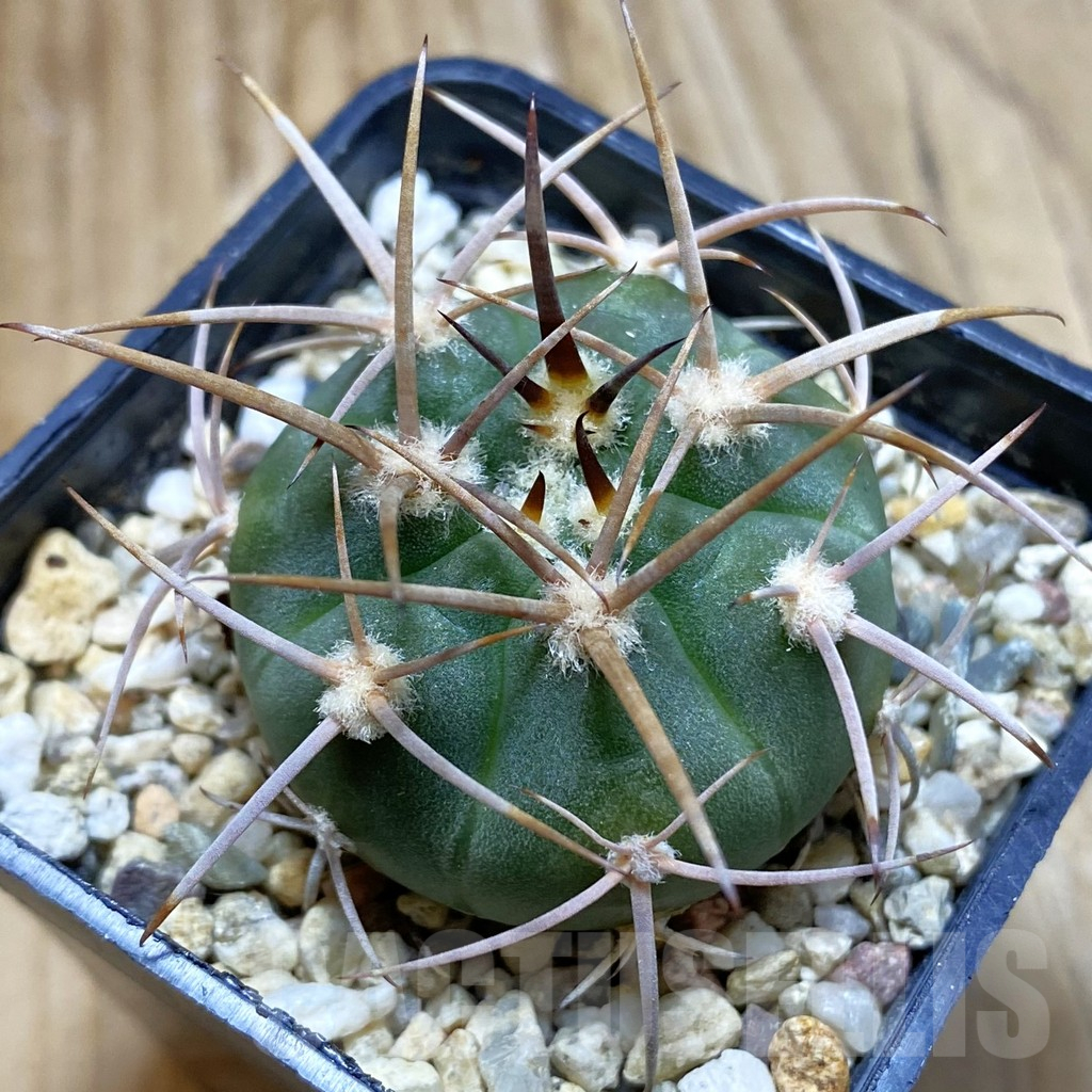 SH12671 Gymnocalycium mazanense v. polycephalum P 223