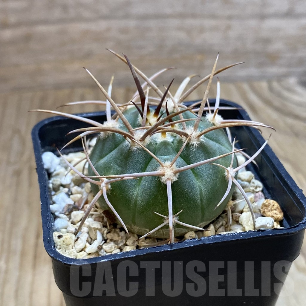 SH12671 Gymnocalycium mazanense v. polycephalum P 223 - Image 2