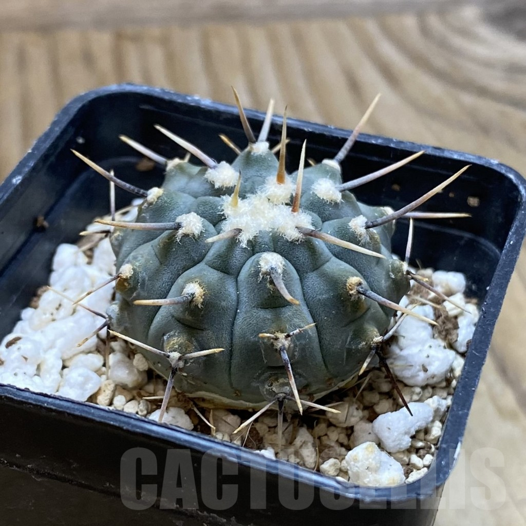SH12672 Gymnocalycium vatteri - Image 2