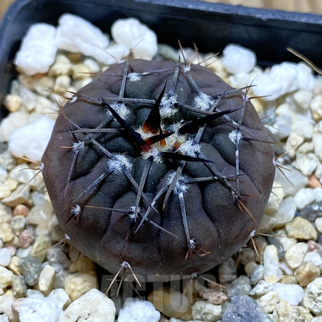 SH12675 Gymnocalycium esperanzae
