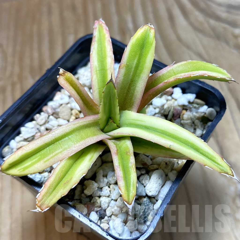 SH12616 Agave victoriae-reginae f. variegata