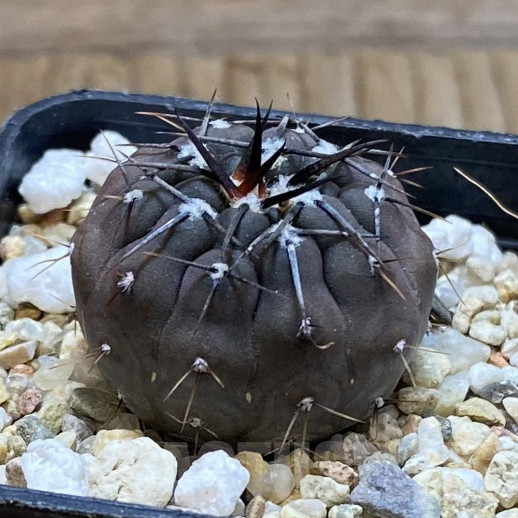 SH12675 Gymnocalycium esperanzae - Image 2