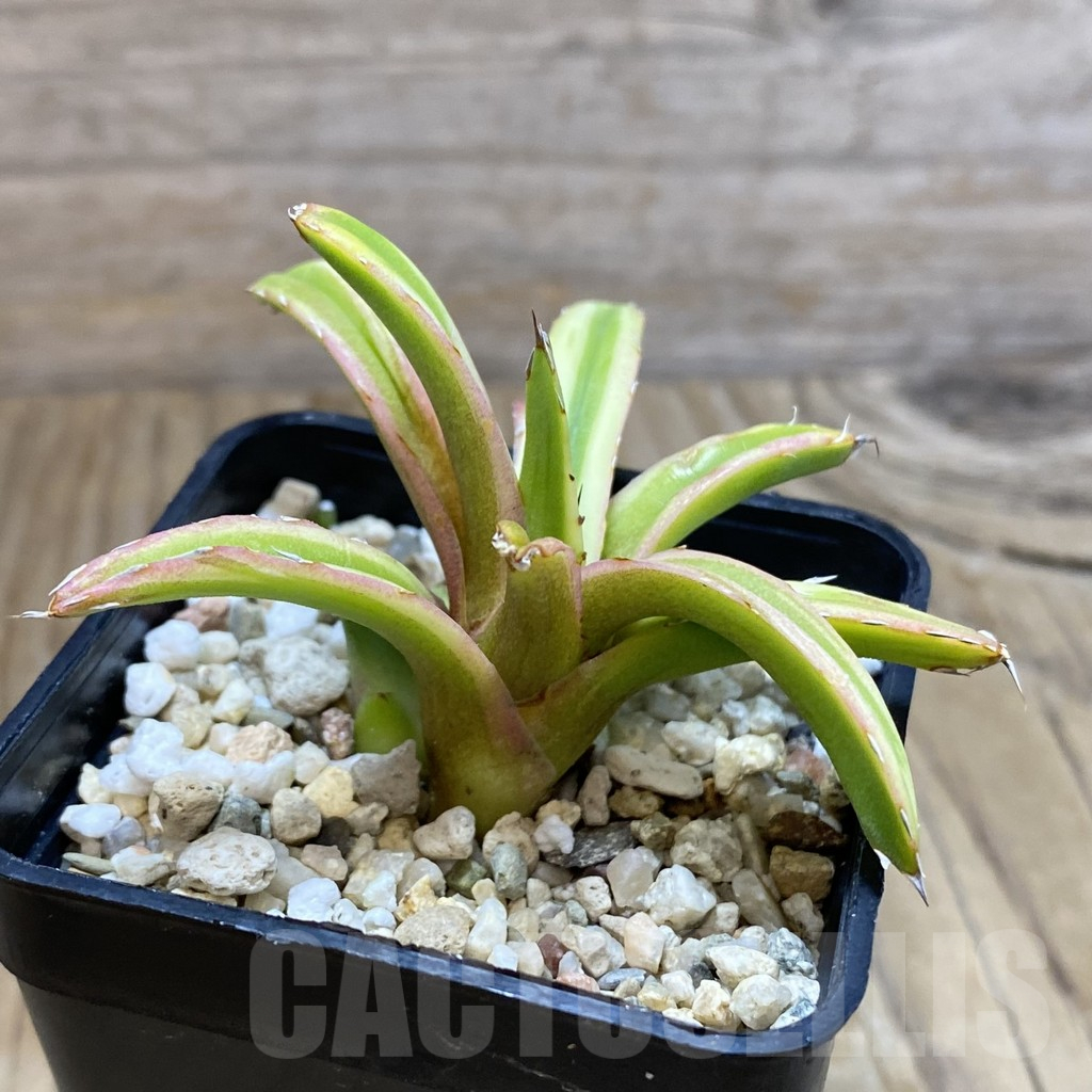 SH12616 Agave victoriae-reginae f. variegata - Image 2