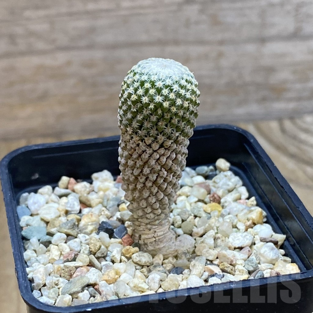 SH12618 Pelecyphora strobiliformis, old 7 years - Image 2