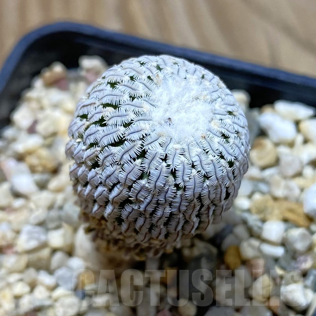 SH12619 Turbinicarpus pseudopectinatus v. rubriflorus