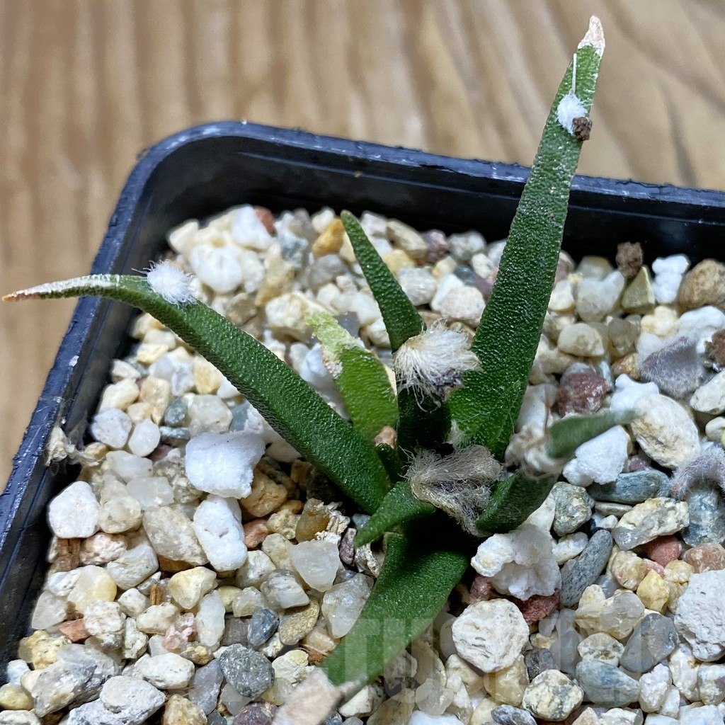SH12622 Ariocarpus agavoides