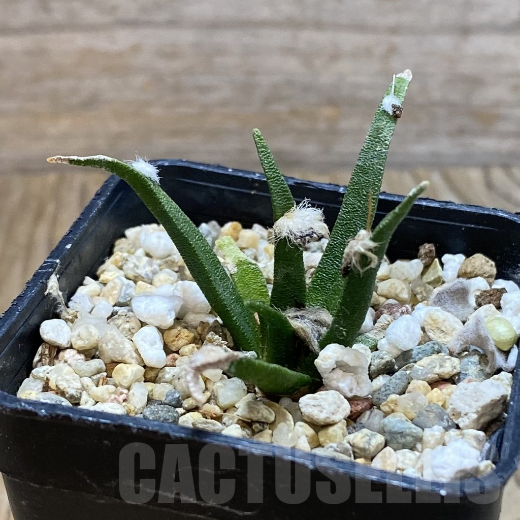 SH12622 Ariocarpus agavoides - Image 2
