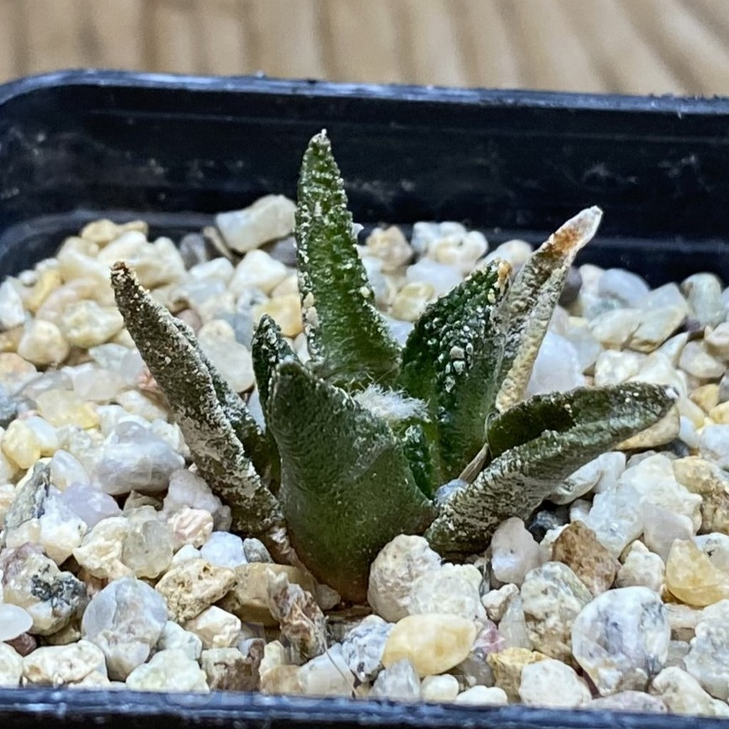 SH12624 Ariocarpus scapharostrus - Image 2
