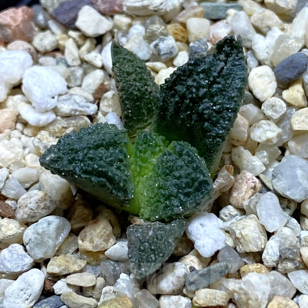 SH12625 Ariocarpus fissuratus VZD 341
