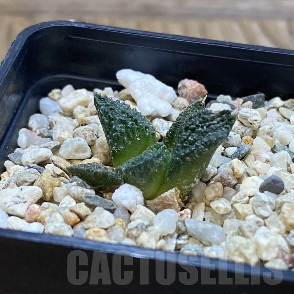 SH12625 Ariocarpus fissuratus VZD 341 - Image 2