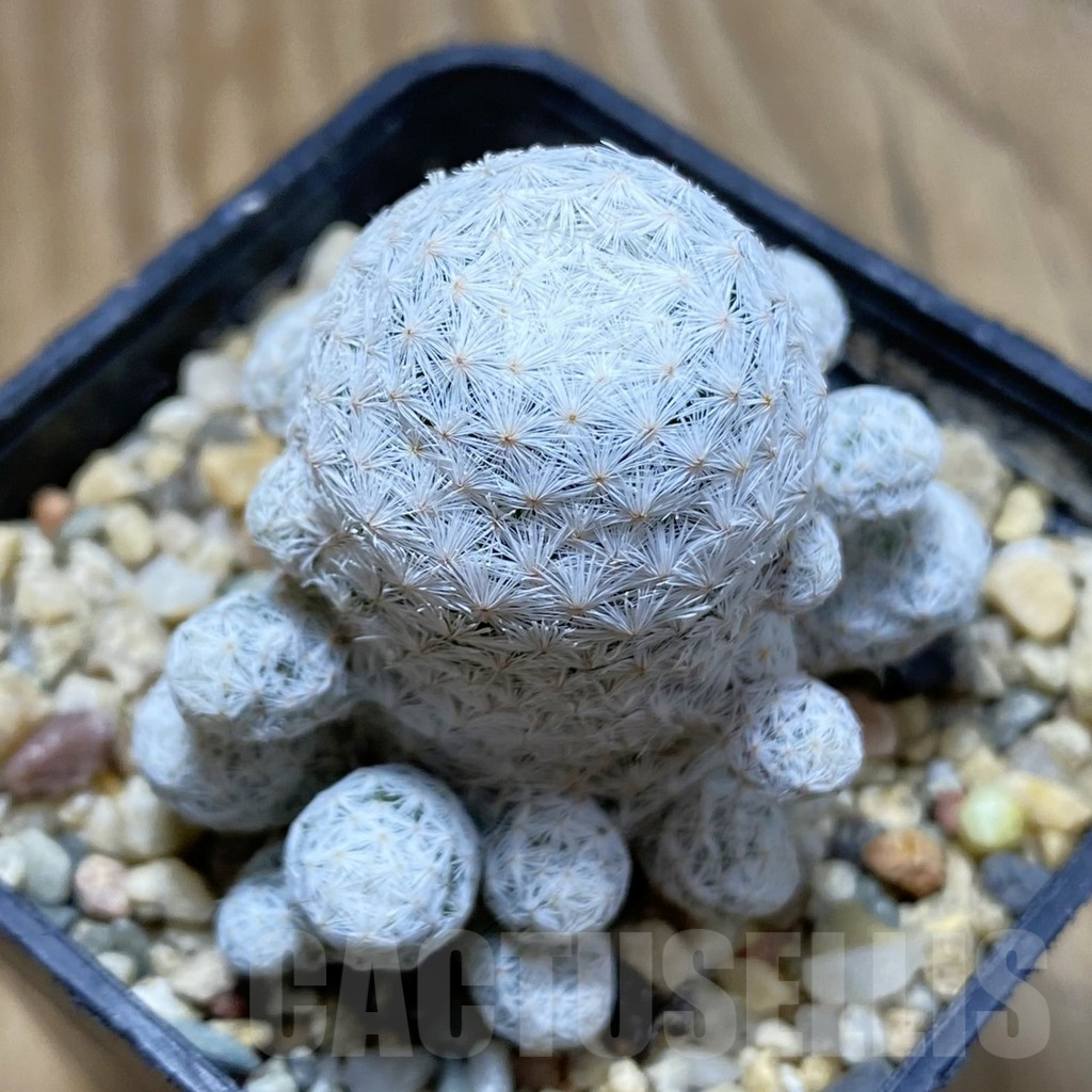 SH12631 Mammillaria herrerae
