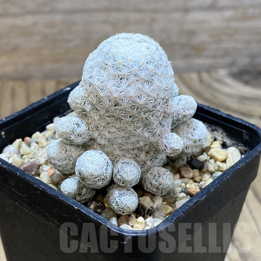 SH12631 Mammillaria herrerae - Image 2