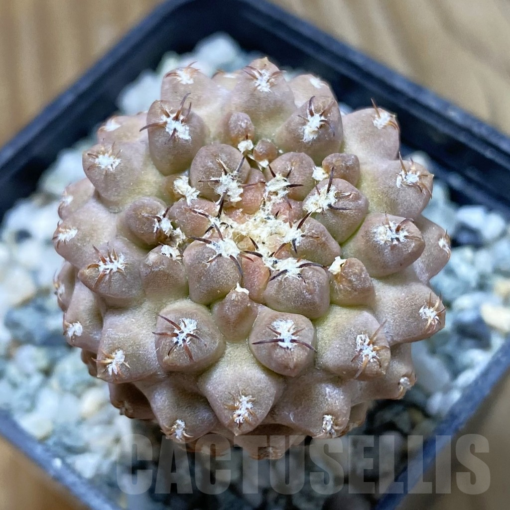 SH12636 Thelocephala napina