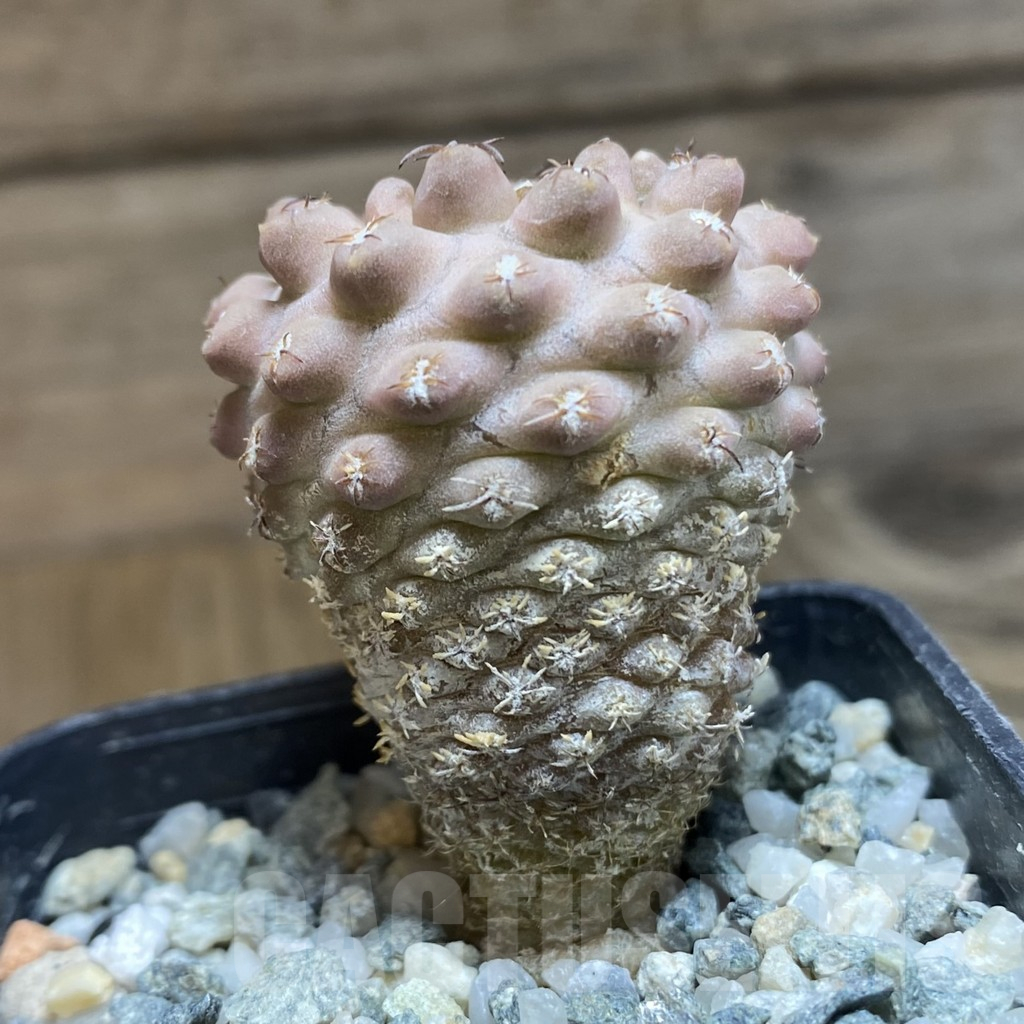 SH12636 Thelocephala napina - Image 2