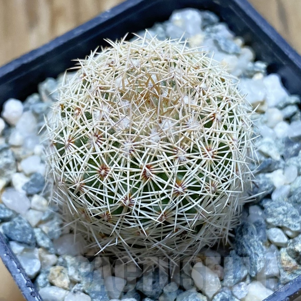 SH12637 Coryphantha werdermannii PP200