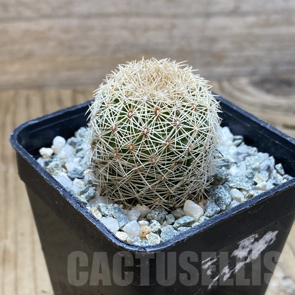 SH12637 Coryphantha werdermannii PP200 - Image 2